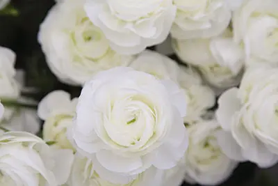 情熱が咲かせる 美しい信州の花 - 銀座NAGANO しあわせ信州シェアスペース