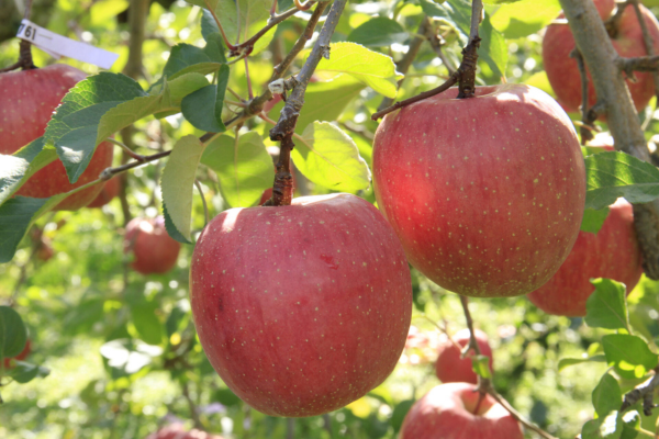 TBSテレビ『マツコの知らない世界』で、長野県産のりんごが取り上げ