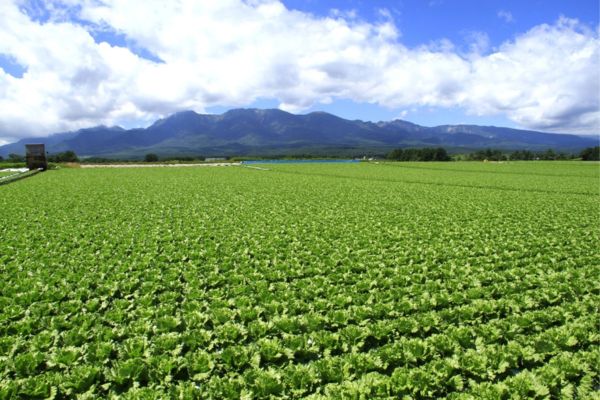 【7月21日(火)】長野県産レタス特別販売のお知らせ