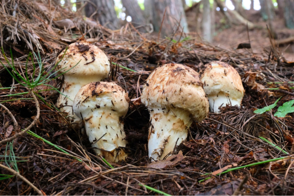 【今季の販売は終了しました】喬木村産「松茸」の販売について