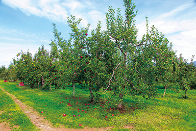 信州りんごの“新品種”が生まれるまで