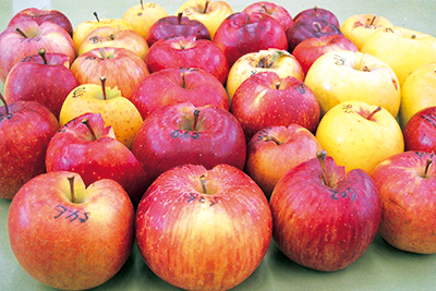 信州りんごの“新品種”が生まれるまで