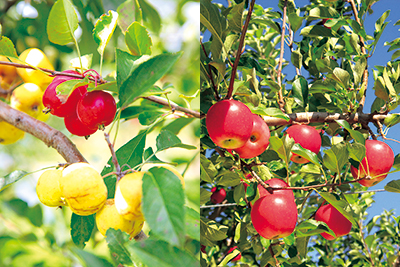  信州りんごの“新品種”が生まれるまで