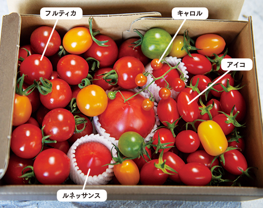 トマトの種類