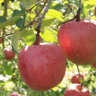 ＼「ふじ」の季節が到来／ <br>11月20日（土）～ 24日（水）に『りんご祭り』を開催します！！