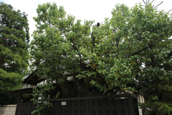 今もあんずの木が植えられている千曲市森地区の民家