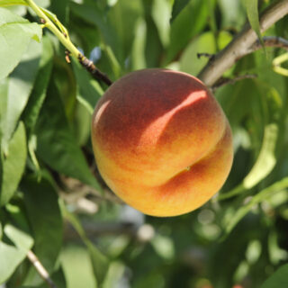 《信州フルーツリレー》7月30日（土）・31日（日）に朝採れの「桃」「ワッサー」を販売します！